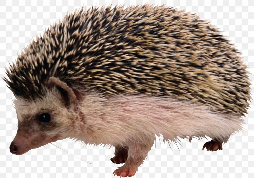 Rodent The Hedgehog And The Fox Shrew European Hedgehog Porcupine, PNG, 1971x1383px, Rodent, Animal, Domesticated Hedgehog, Echidna, Erinaceidae Download Free