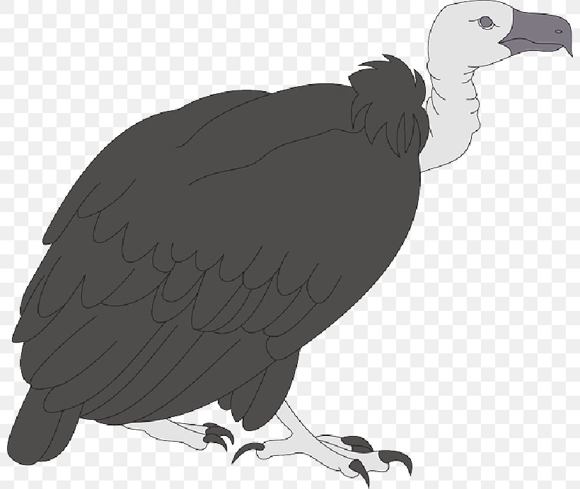 Turkey Vulture Clip Art Bird, PNG, 800x692px, Turkey Vulture, Accipitriformes, Andean Condor, Beak, Bird Download Free
