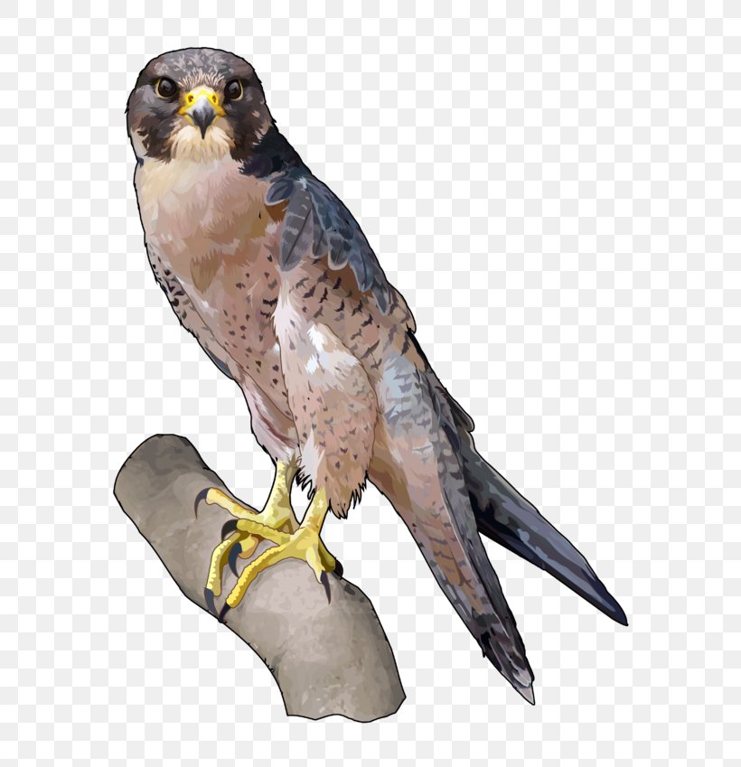 Barbary Falcon Peregrine Falcon Falconiformes Hawk Owl, PNG, 600x849px, Peregrine Falcon, Amur Falcon, Beak, Bird, Bird Of Prey Download Free