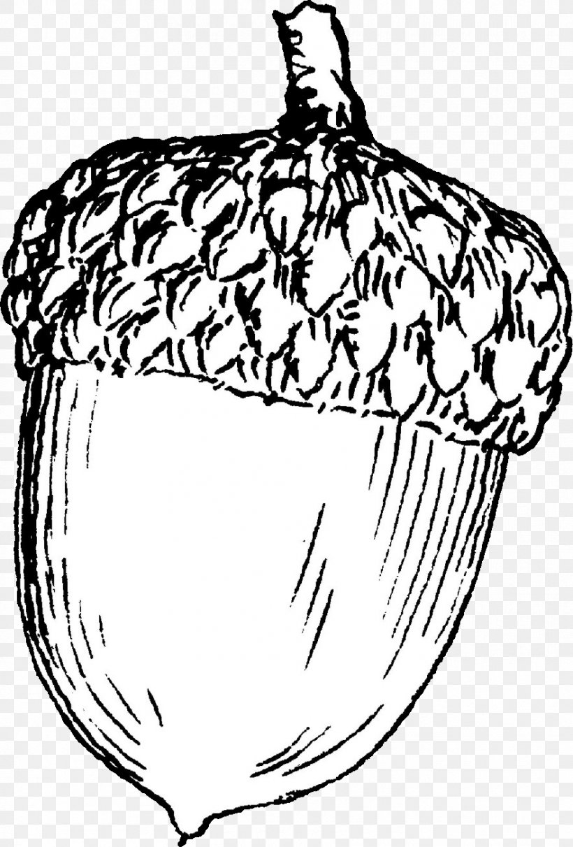 Book Black And White, PNG, 883x1306px, Coloring Book, Acorn, Allium, Black And White, Blackandwhite Download Free