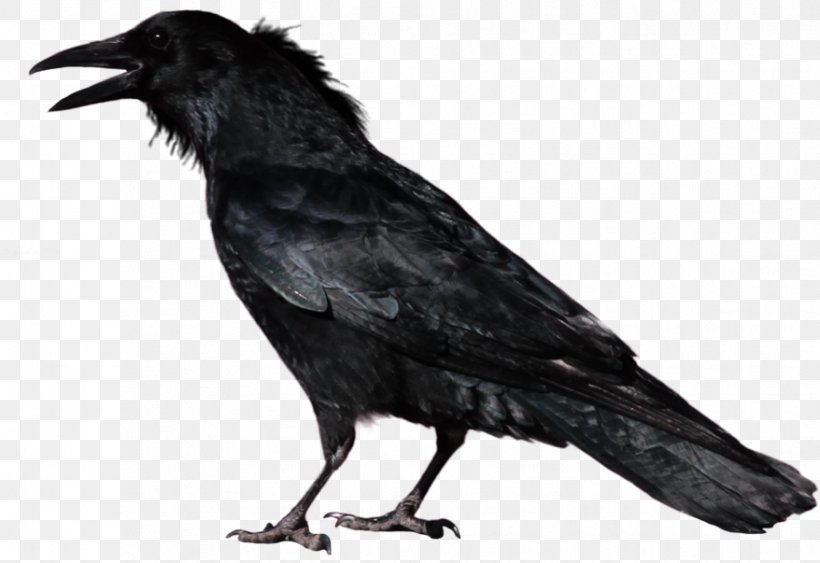 Common Raven Crow Transparency Image, PNG, 878x603px, Common Raven, American Crow, Beak, Bird, Blackbird Download Free
