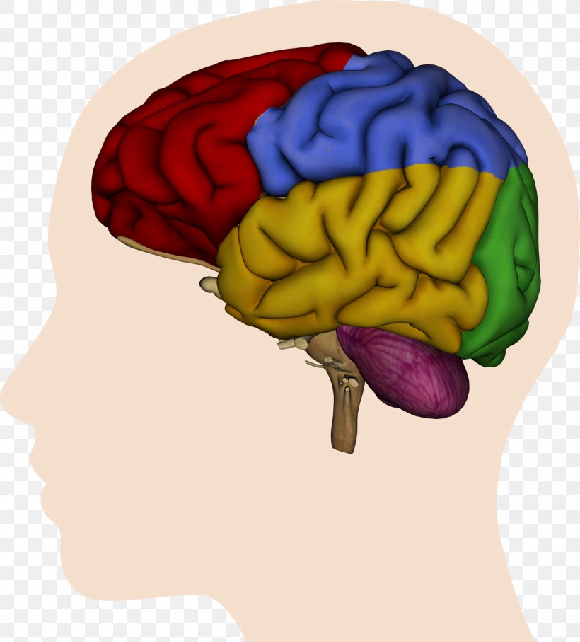 Human Brain Cerebral Hemisphere Lateralization Of Brain Function Parietal Lobe, PNG, 1355x1500px, Watercolor, Cartoon, Flower, Frame, Heart Download Free