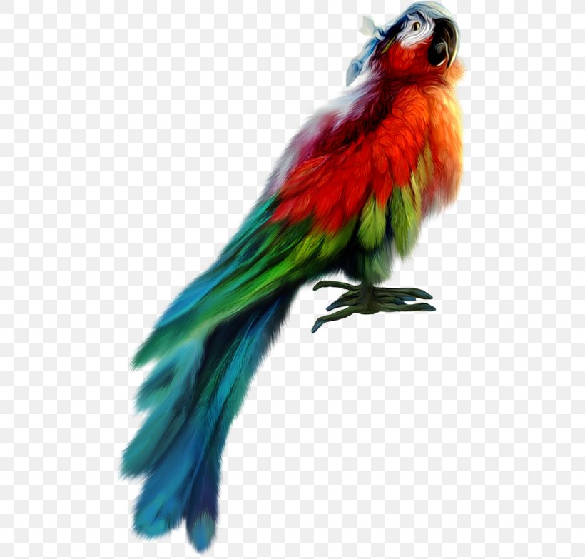 Piracy Bird Parrot Clip Art, PNG, 498x783px, Piracy, Beak, Bird, Common Pet Parakeet, Fauna Download Free