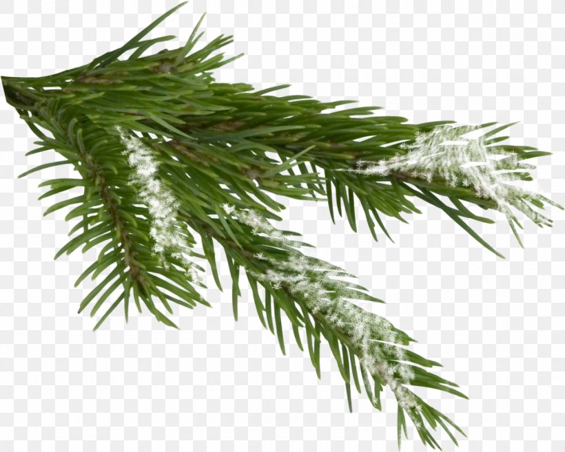 Tree Spruce Clip Art, PNG, 1280x1026px, Tree, Branch, Christmas, Christmas Ornament, Conifer Download Free