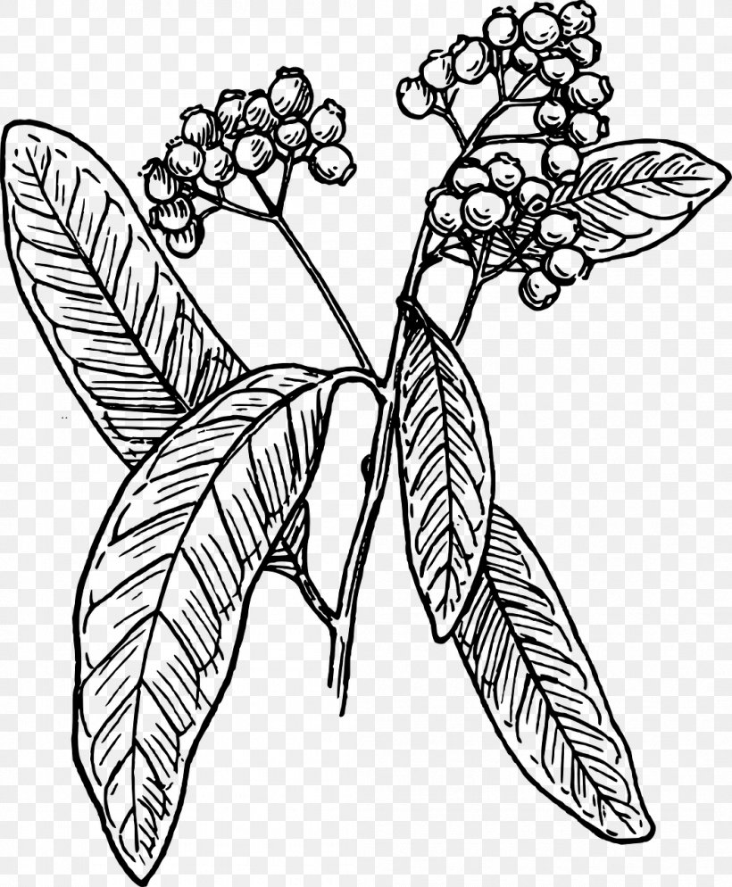 Allspice Line Art Clip Art, PNG, 1055x1280px, Allspice, Art, Artwork, Black And White, Branch Download Free