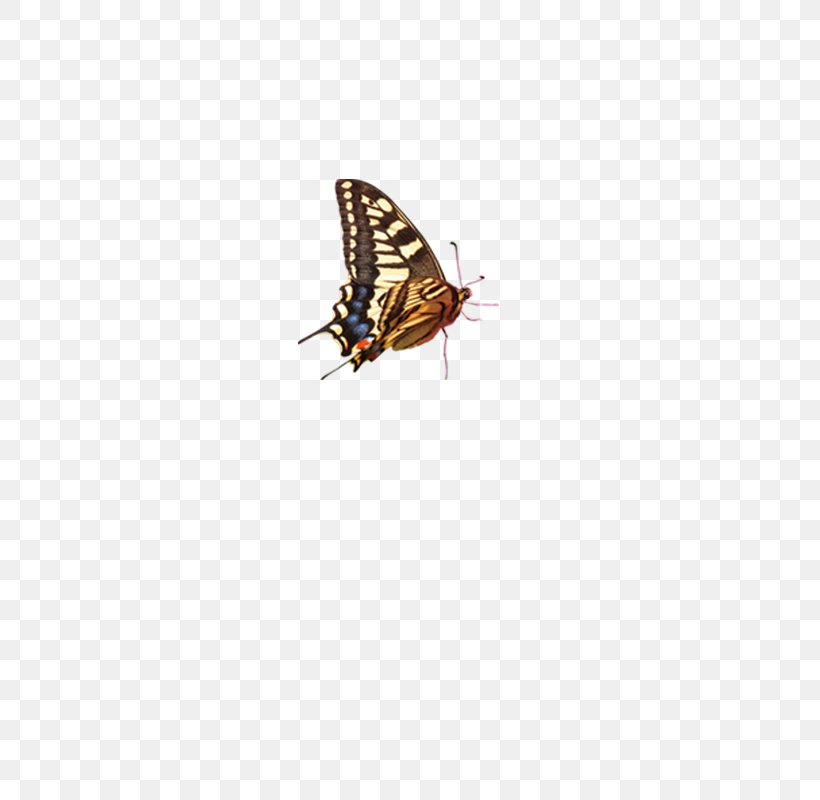 Car Screen Protector Enhancer Color Pattern, PNG, 800x800px, Car, Butterfly, Color, Dreamcatcher, Enhancer Download Free