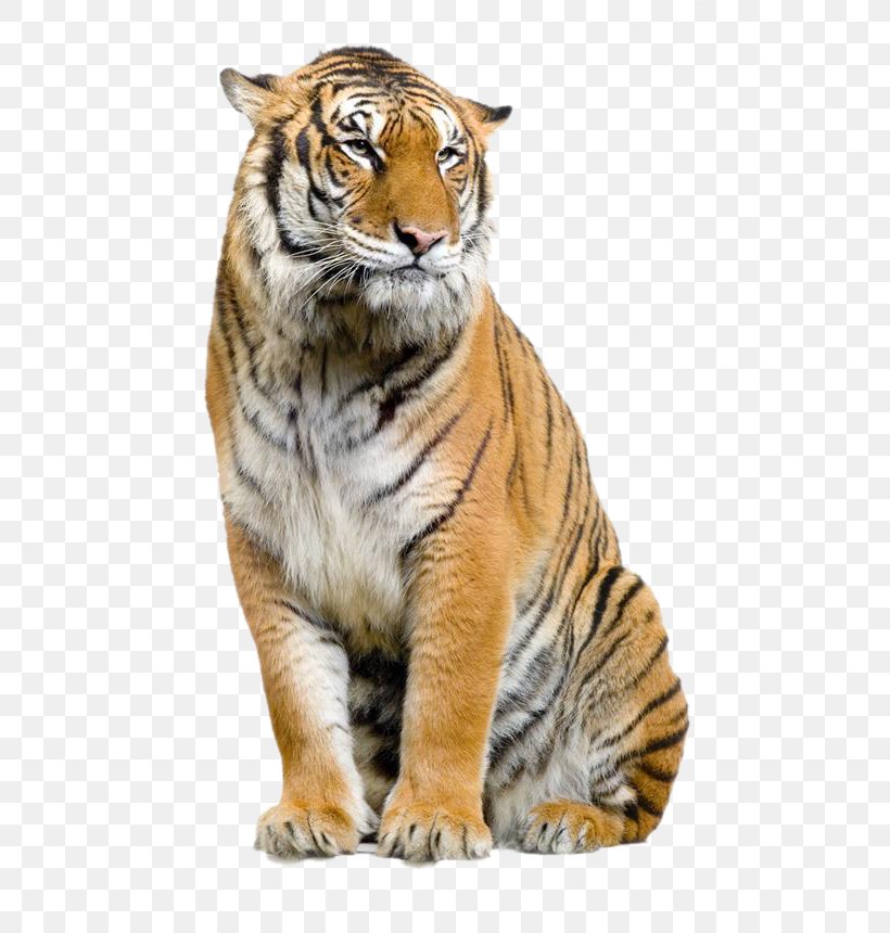 Jaguar Lion Leopard Felidae Bengal Tiger, PNG, 539x860px, Bengal, Animal, Bengal Tiger, Big Cats, Carnivoran Download Free