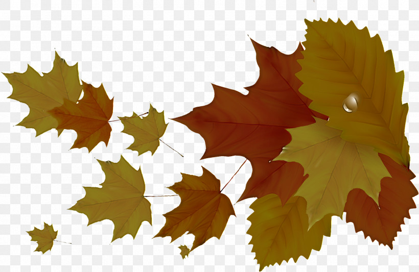 Maple Leaf, PNG, 1826x1188px, Leaf, Black Maple, Grape Leaves, Maple Leaf, Plane Download Free
