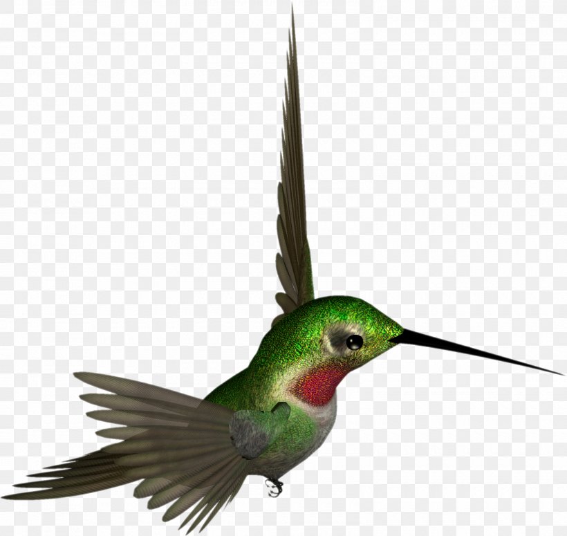 Ruby-throated Hummingbird Clip Art, PNG, 1600x1513px, Hummingbird, Beak, Bird, Display Resolution, Drawing Download Free