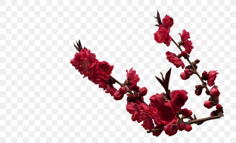 Twig Flowering Plant Plants, PNG, 750x500px, Twig, Berry, Blossom, Branch, Flower Download Free
