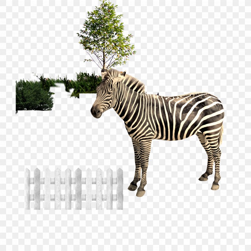 Zebra Download, PNG, 5906x5906px, Zebra, Animal, Fauna, Grass, Horse Like Mammal Download Free