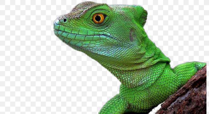 Lizard Reptile Chameleons Common Iguanas Desktop Wallpaper, PNG, 800x449px, 5k Resolution, Lizard, Agama, Agamas, Agamidae Download Free