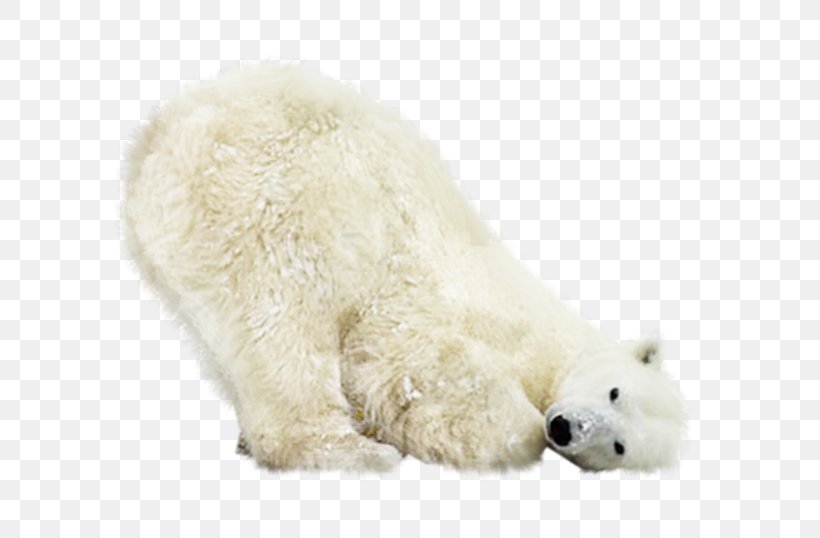 Polar Bear Earless Seal North Pole Clip Art, PNG, 666x538px, Polar Bear, Animal, Bear, Breed, Canidae Download Free