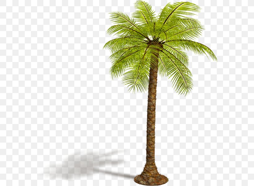 Asian Palmyra Palm Arecaceae Tree, PNG, 584x600px, Asian Palmyra Palm, Arecaceae, Arecales, Borassus, Borassus Flabellifer Download Free