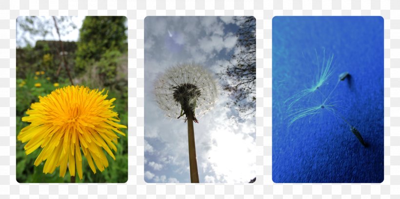 Dandelion Common Sunflower Seed Desktop Wallpaper, PNG, 1600x800px, Dandelion, Common Sunflower, Daisy Family, Energy, Flora Download Free