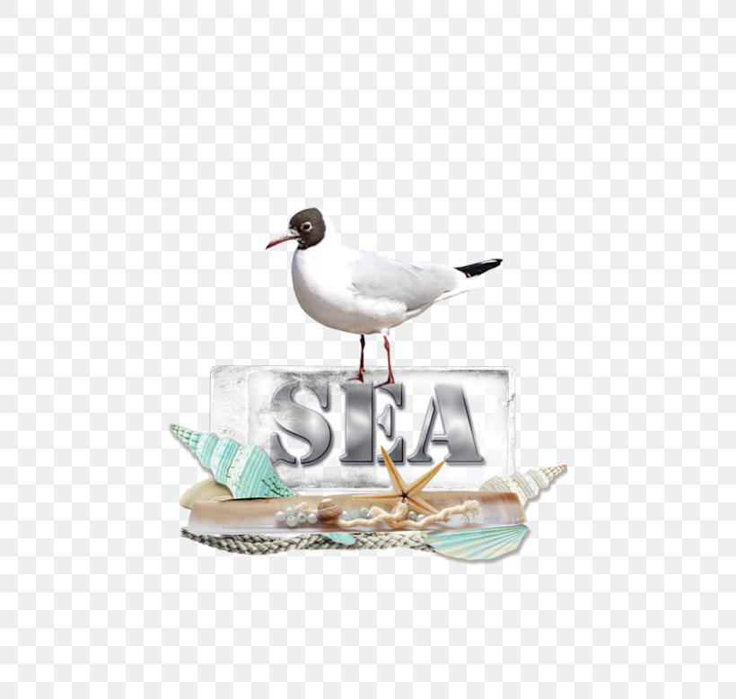 Fauna World Tube Seabird Wader Summer, PNG, 600x779px, Fauna, Animal, Atom, Beak, Bird Download Free