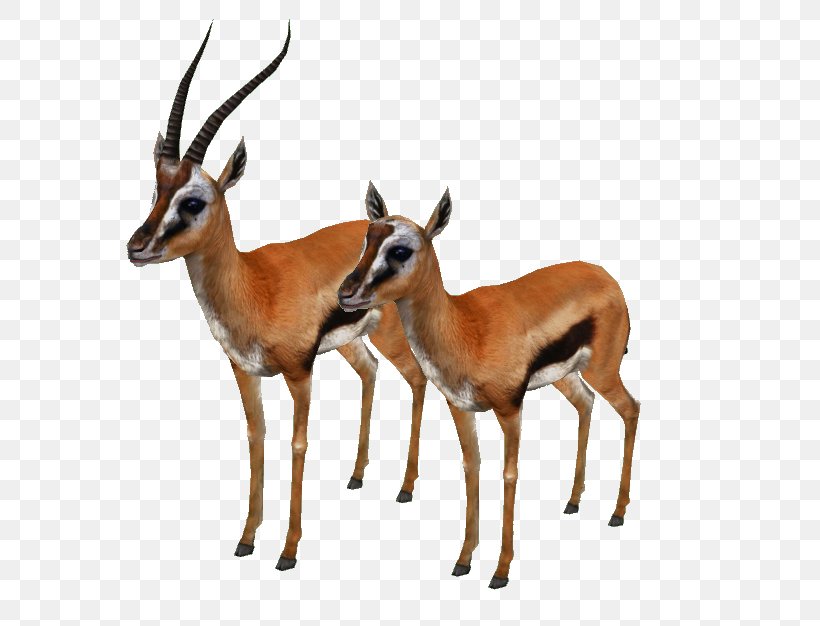 Impala Springbok Musk Deers Gazelle, PNG, 639x626px, Impala, Animal, Antelope, Chevrolet Impala, Cow Goat Family Download Free