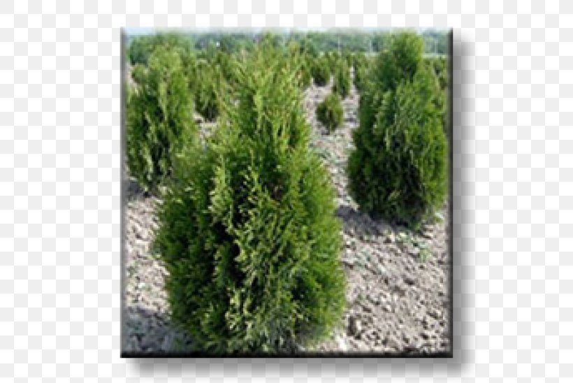 Spruce Juniper Larch Arborvitae Evergreen, PNG, 600x548px, Spruce, Arborvitae, Biome, Chamaecyparis Lawsoniana, Conifer Download Free
