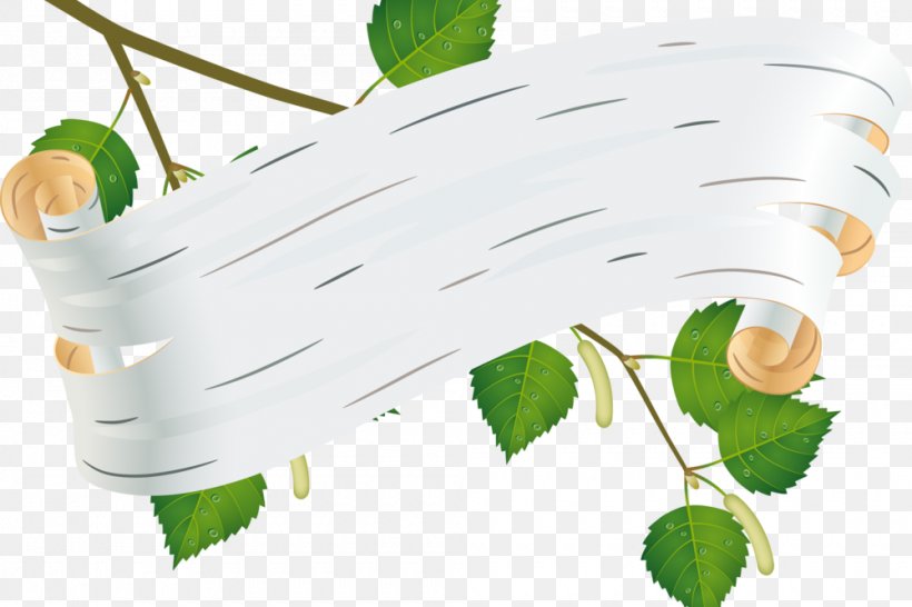 Vector Graphics Silver Birch Stock Photography Euclidean Vector, PNG, 1000x667px, Silver Birch, Birch, Birch Family, Digital Image, Food Download Free
