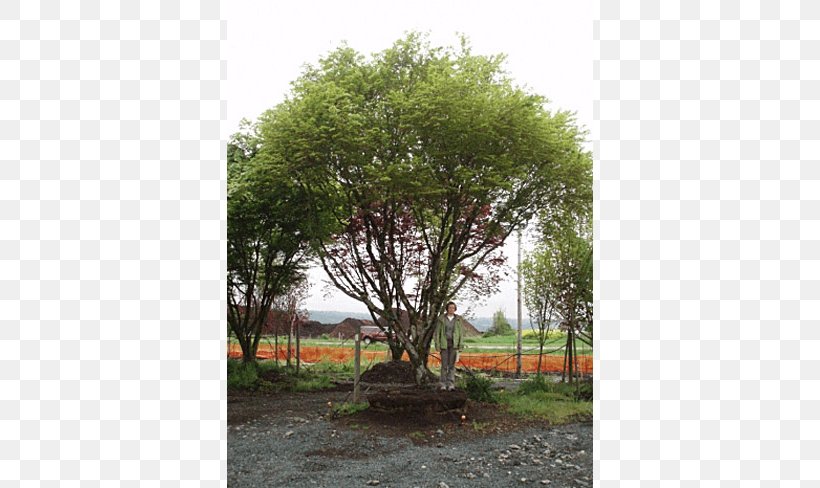 Japanese Maple Tree Shrub Plant Nursery, PNG, 650x488px, Japanese Maple, Branch, Community, Evergreen, Flora Download Free