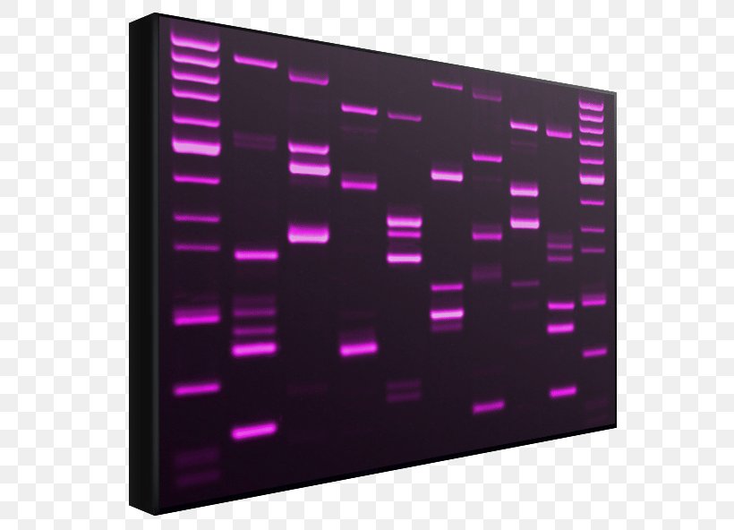 DNA Profiling Genetics Genetic Testing, PNG, 594x592px, Dna Profiling, Data Definition Language, Display Device, Dna, Eye Color Download Free