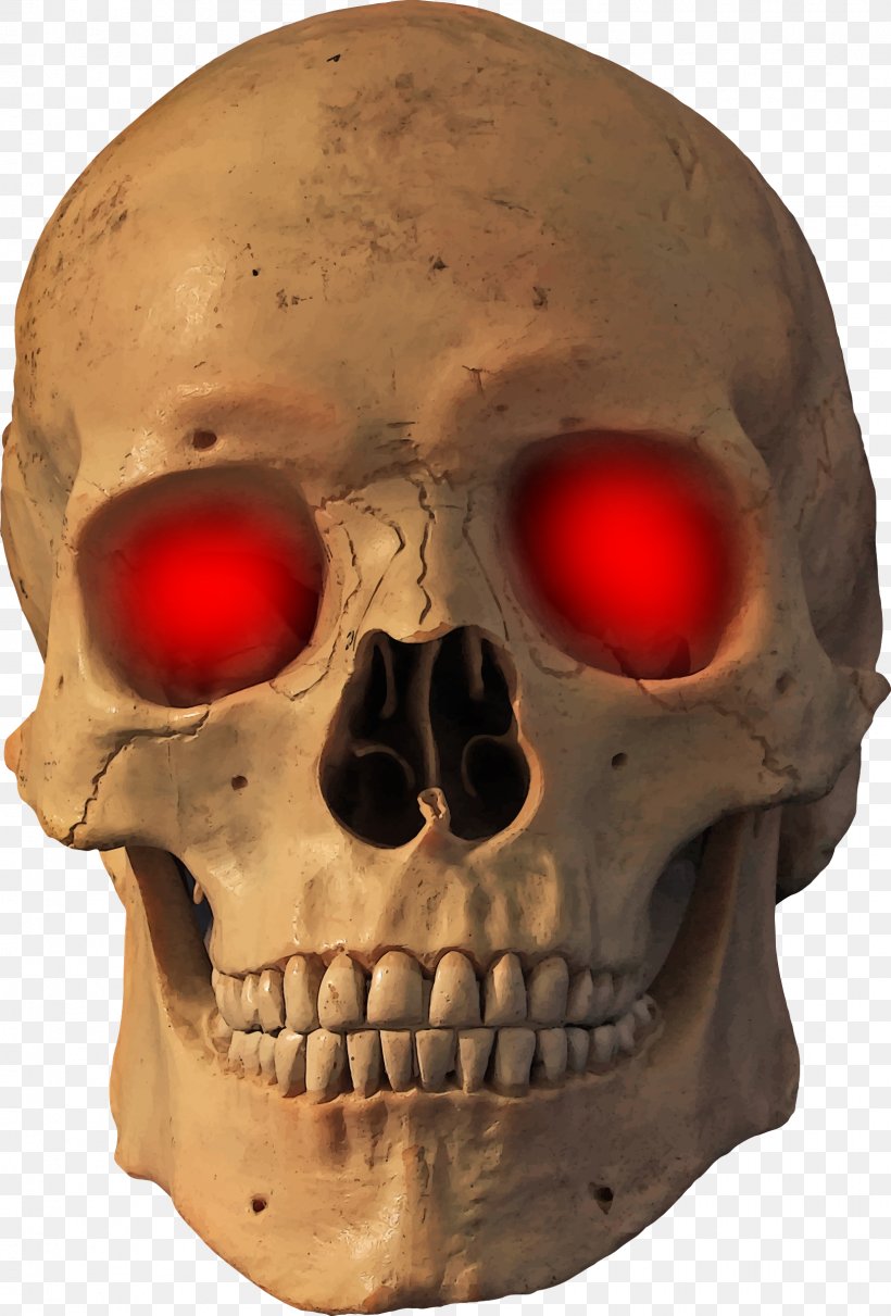 Human Skull Skeleton Bone, PNG, 1624x2400px, Skull, Bone, Bone Density, Face, Facial Skeleton Download Free