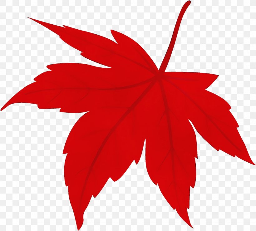 Maple Leaf, PNG, 1028x928px, Watercolor, Black Maple, Leaf, Maple, Maple Leaf Download Free