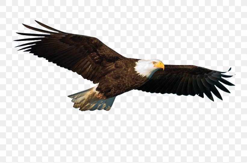 Rock Dove Bird Flight Parrot Hawk, PNG, 1000x662px, Rock Dove, Accipitriformes, Animal, Animal Sauvage, Bald Eagle Download Free
