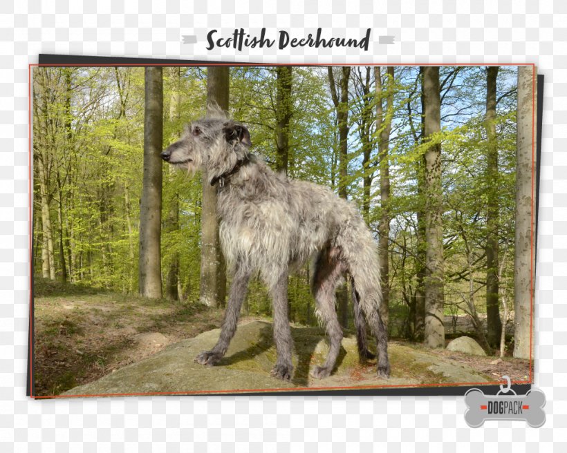 Scottish Deerhound Irish Wolfhound Dog Breed German Shorthaired Pointer Scotland, PNG, 1000x800px, Scottish Deerhound, Affenpinscher, Breed, Carnivoran, Coursing Download Free