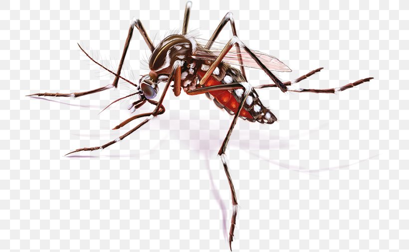Yellow Fever Mosquito Zika Virus Zika Fever Disease, PNG, 720x505px, Yellow Fever Mosquito, Aedes, Aedes Albopictus, Ant, Arthropod Download Free