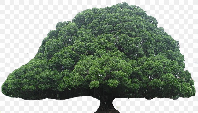 Acharya Jagadish Chandra Bose Indian Botanic Garden Tree Oak Giant Sequoia, PNG, 874x500px, Tree, Banyan, Branch, Coast Redwood, Dogwood Download Free