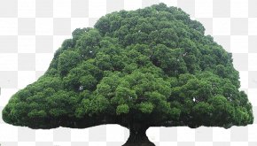 banyan tree images banyan tree transparent png free download banyan tree transparent png