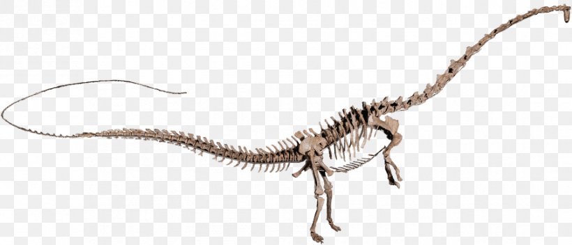 Amphicoelias Velociraptor Diplodocus Argentinosaurus Apatosaurus, PNG, 903x388px, Amphicoelias, Animal, Animal Figure, Apatosaurus, Argentinosaurus Download Free