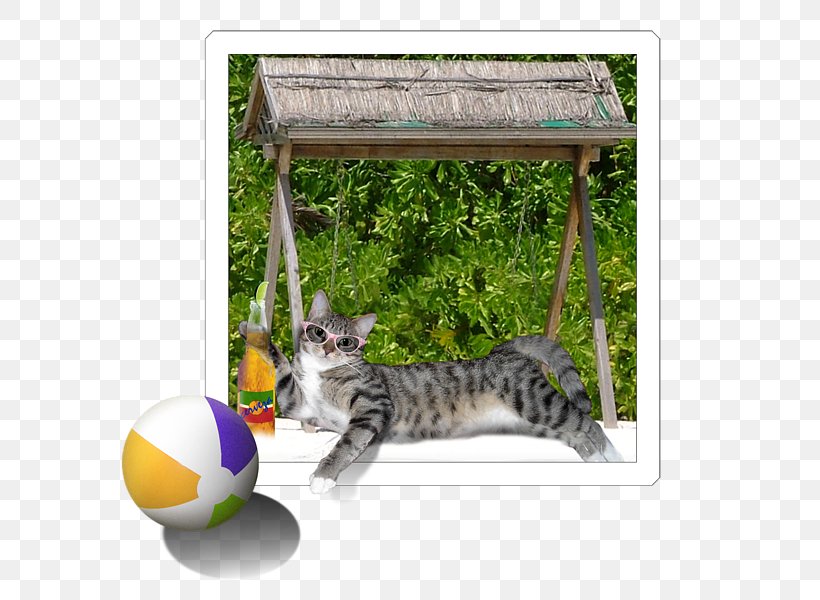 Bengal Cat Whiskers Tabby Cat Beer Beach, PNG, 600x600px, Bengal Cat, Beach, Beach Ball, Beer, Bengal Download Free