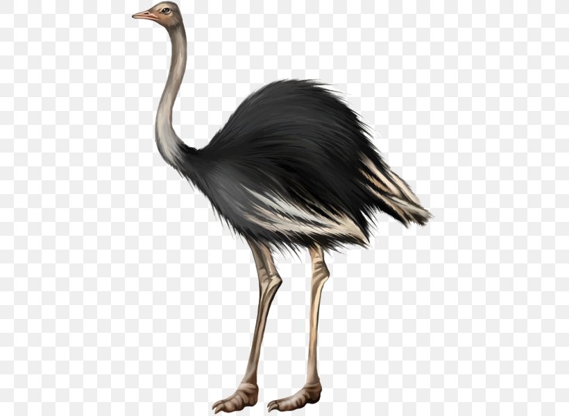 Bird Feather Stock Photography Common Ostrich, PNG, 462x600px, Bird, Beak, Common Ostrich, Crane, Crane Like Bird Download Free
