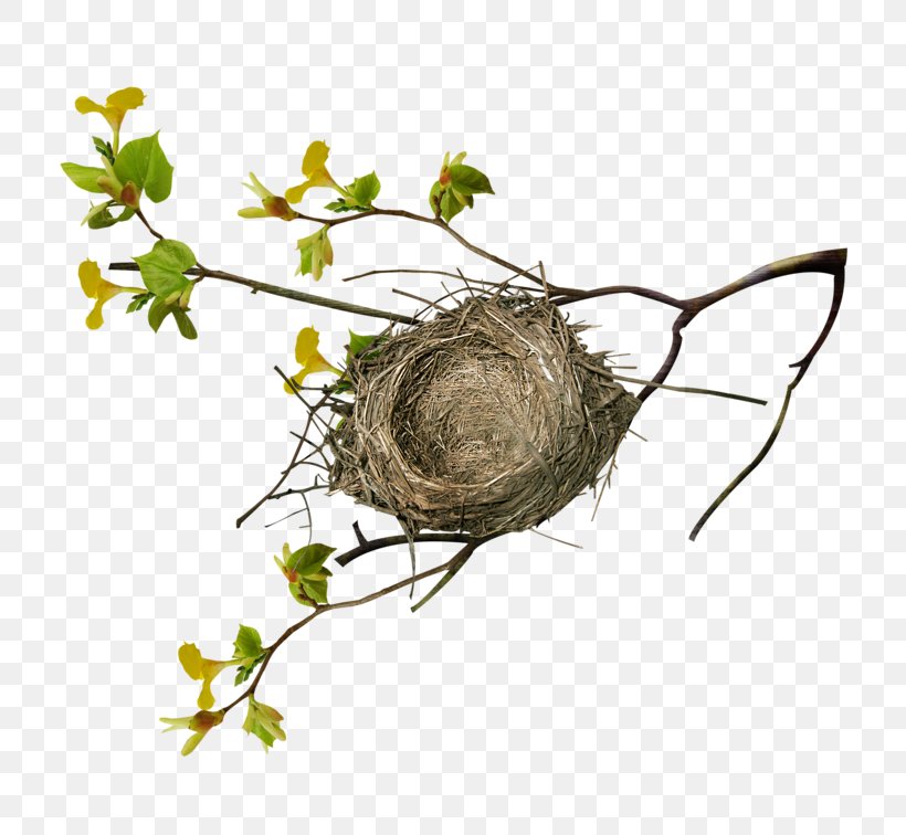 Branch Tree Bird Nest, PNG, 800x756px, Branch, Bird, Bird Nest, Flora, Floral Design Download Free