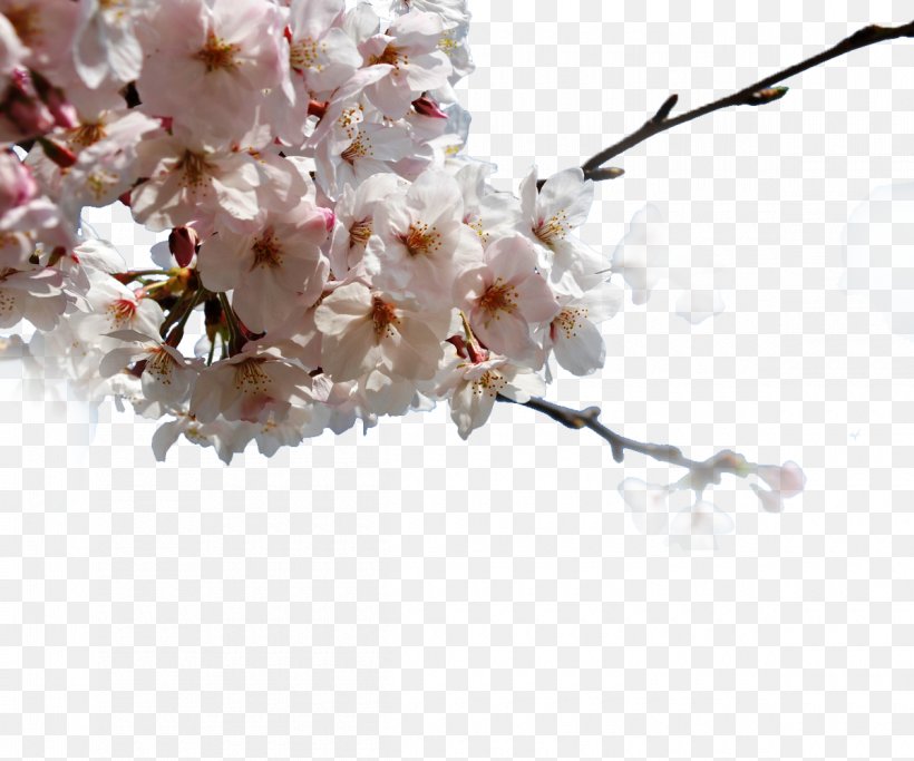 Japan Cherry Blossom Pixabay, PNG, 1200x1000px, Japan, Blossom, Branch, Cherry, Cherry Blossom Download Free