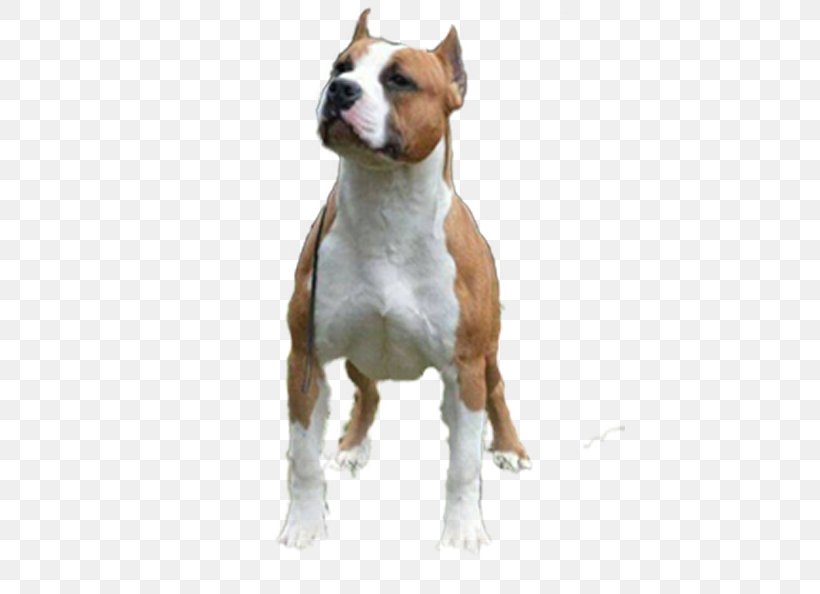American Staffordshire Terrier American Pit Bull Terrier Bull And Terrier Staffordshire Bull Terrier Png 467x594px American