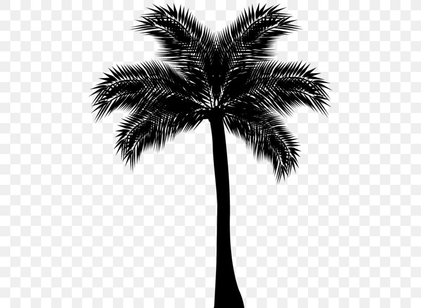 Arecaceae Silhouette Drawing Clip Art, PNG, 484x600px, Arecaceae, Arecales, Black And White, Borassus Flabellifer, California Palm Download Free