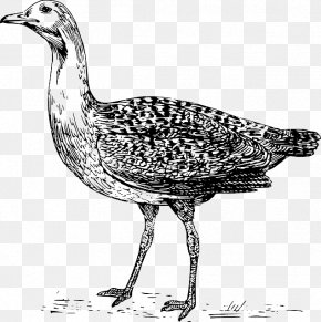 Silhouette - Bustard Drawing Clip Art PNG