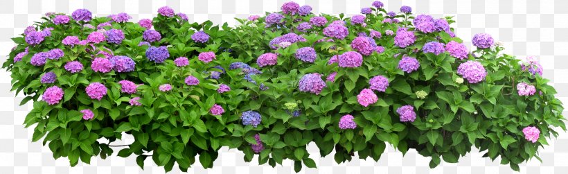 Flower Box Flowerpot Shrub, PNG, 2000x613px, Flower Box, Annual Plant, Box, Flower, Flower Garden Download Free
