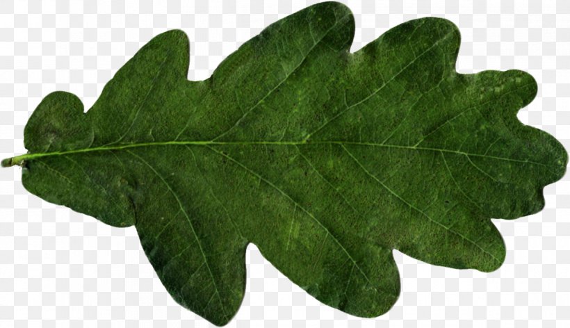 Leaf Oak Tree, PNG, 1211x698px, Leaf, Oak, Plant, Tree Download Free