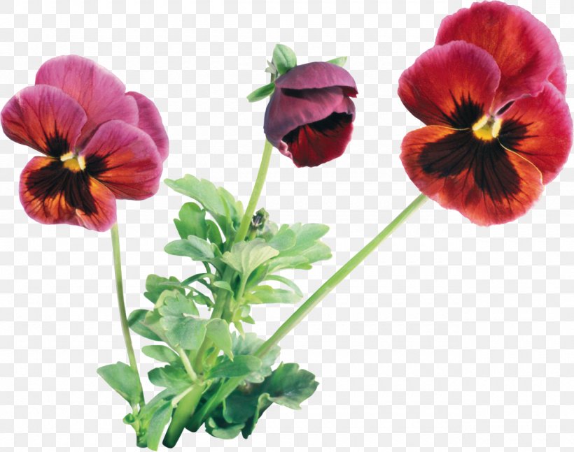 Pansy Flower Violet Plant Clip Art, PNG, 1280x1011px, Pansy, Annual Plant, Cut Flowers, Flower, Flower Bouquet Download Free