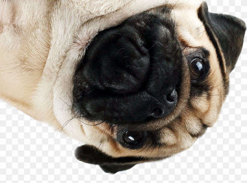 Pug Puppy Dog Breed Companion Dog Snout, PNG, 1213x900px, Pug, Breed, Canidae, Carnivoran, Companion Dog Download Free