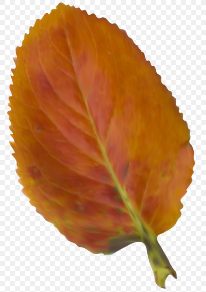 Autumn Leaf Color Clip Art, PNG, 800x1165px, Leaf, Autumn, Autumn Leaf Color, Brown, Orange Download Free