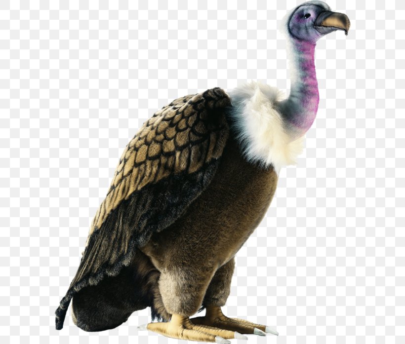 Bird Of Prey Plush Stuffed Animals & Cuddly Toys Vulture, PNG, 600x697px, Bird, Accipitriformes, Animal, Beak, Bird Of Prey Download Free