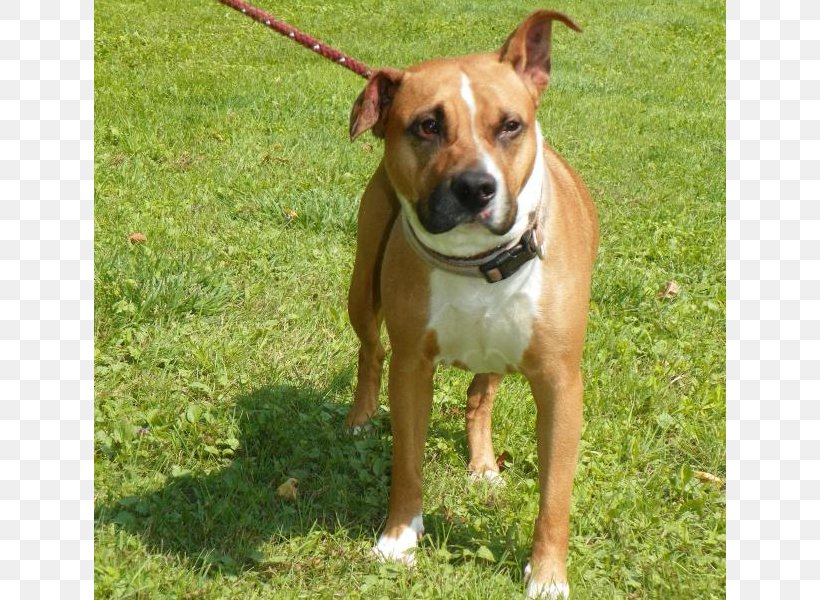 Dog Breed American Staffordshire Terrier American Pit Bull Terrier Staffordshire Bull Terrier, PNG, 800x600px, Dog Breed, American Pit Bull Terrier, American Staffordshire Terrier, Breed, Bull Download Free