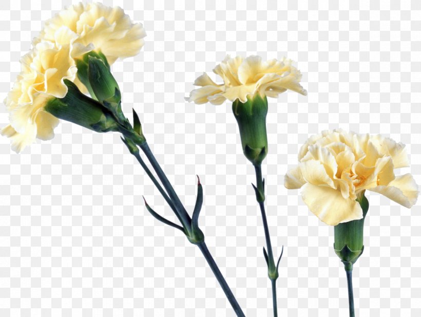 Yellow Carnation Flower, PNG, 1200x903px, Yellow, Bud, Carnation, Color, Cut Flowers Download Free