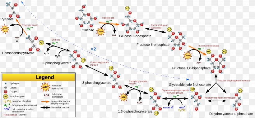 Glycolysis Adenosine Triphosphate Cellular Respiration Pyruvic Acid Nicotinamide Adenine Dinucleotide, PNG, 3142x1460px, Glycolysis, Adenosine Triphosphate, Anaerobic Respiration, Area, Cell Download Free