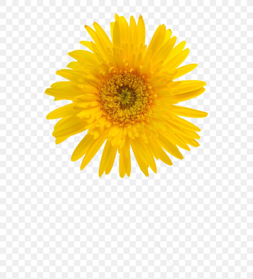 Common Sunflower Sunflower Student Movement Yellow Petal, PNG, 600x902px, Common Sunflower, Aperture, Avatar, Black And White, Blue Download Free